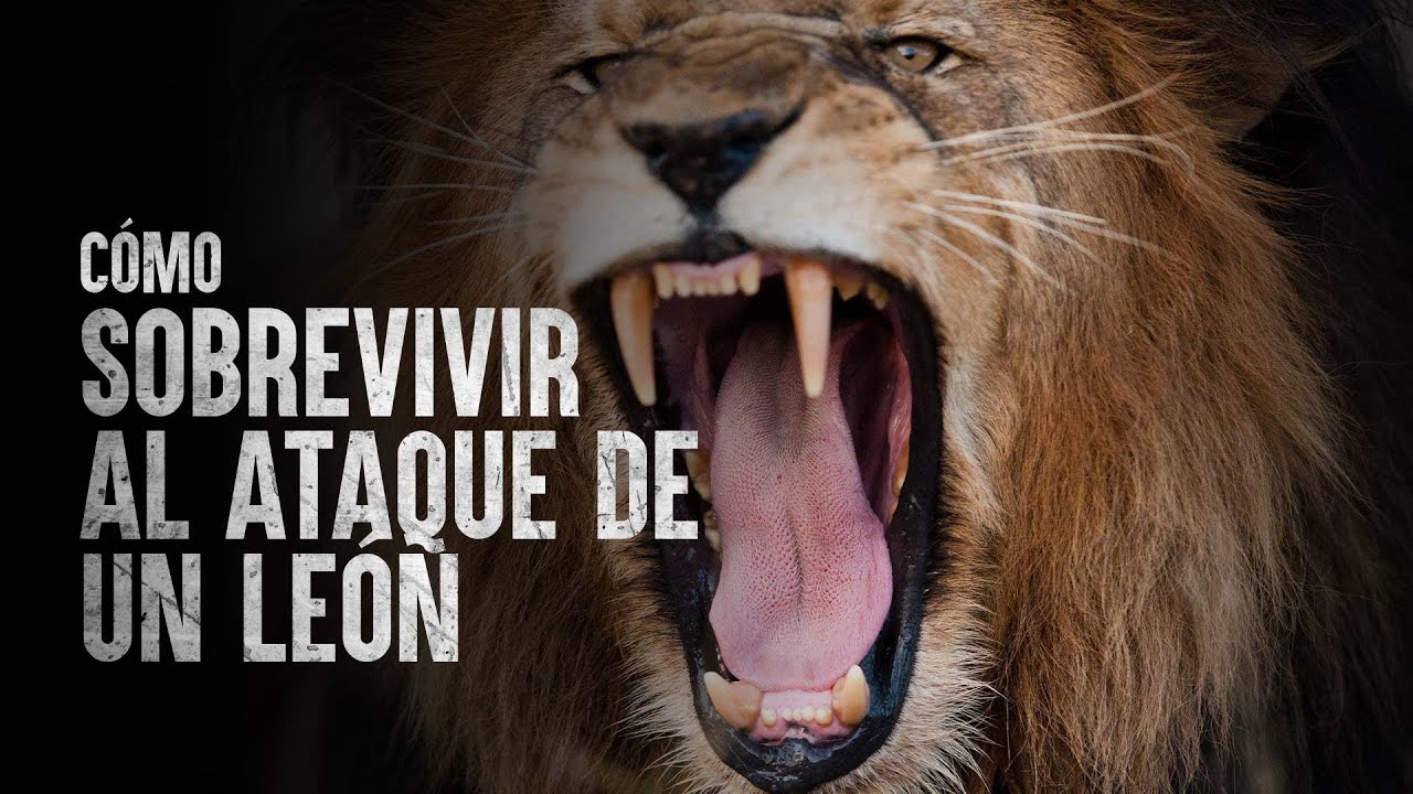 Cómo Sobrevivir al ataque de un león