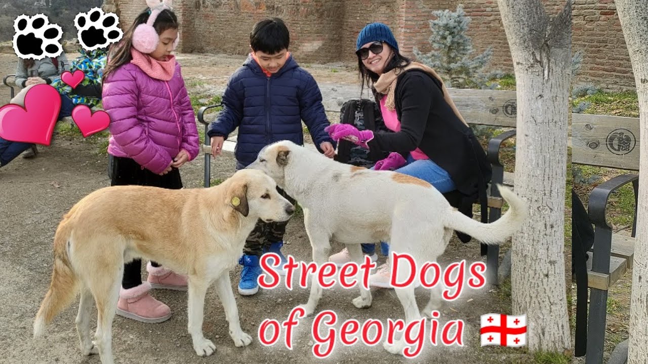 Street Dogs in Georgia 🇬🇪