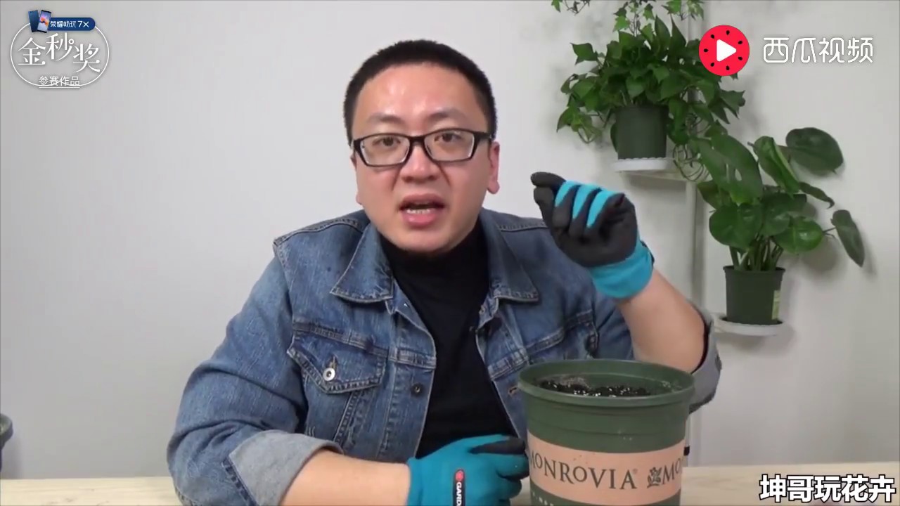 春节在家想看花？种盆郁金香吧 【坤哥玩花卉】