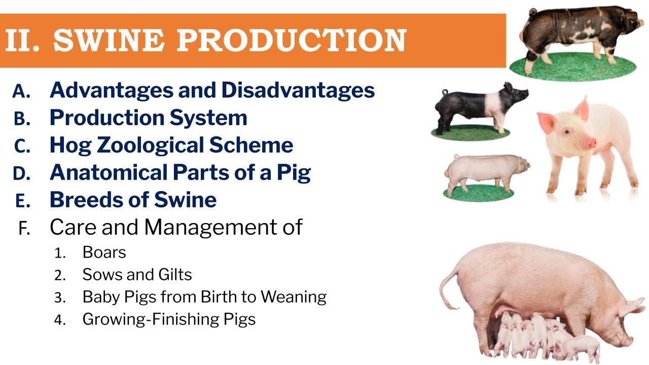 Swine Production Lecture: Systems, Anatomy, Breeds, and Industry Practices | Teacher Hazel