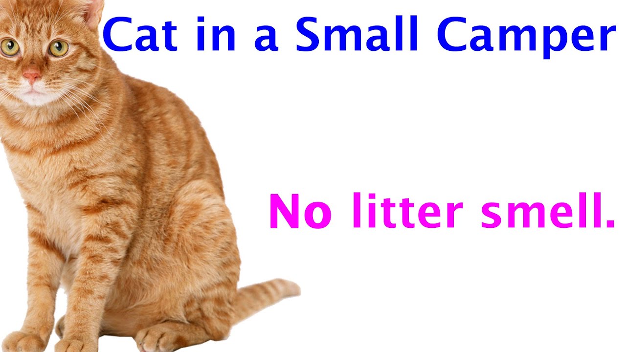 Camping with a Cat in a Very Small NuCamp Camper