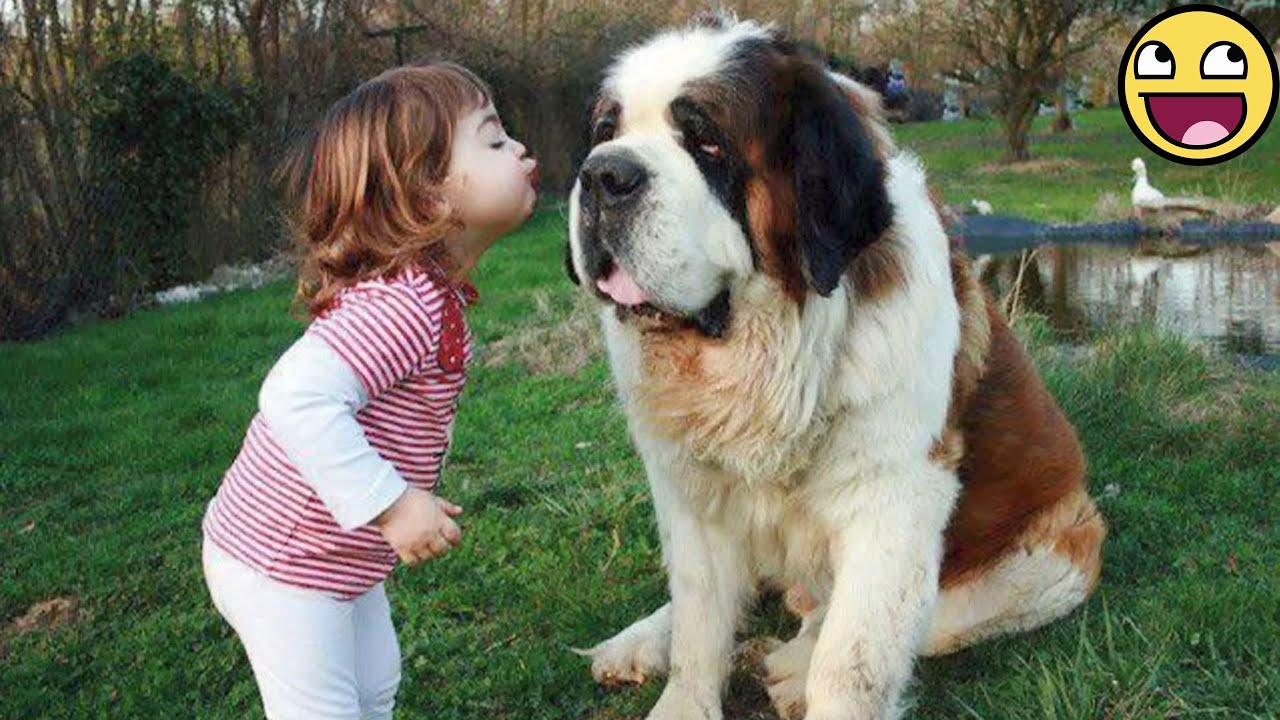 Kiedy duże psy stają się najsłodszymi opiekunkami 🥰❤️ Słodkie psy i ludzie