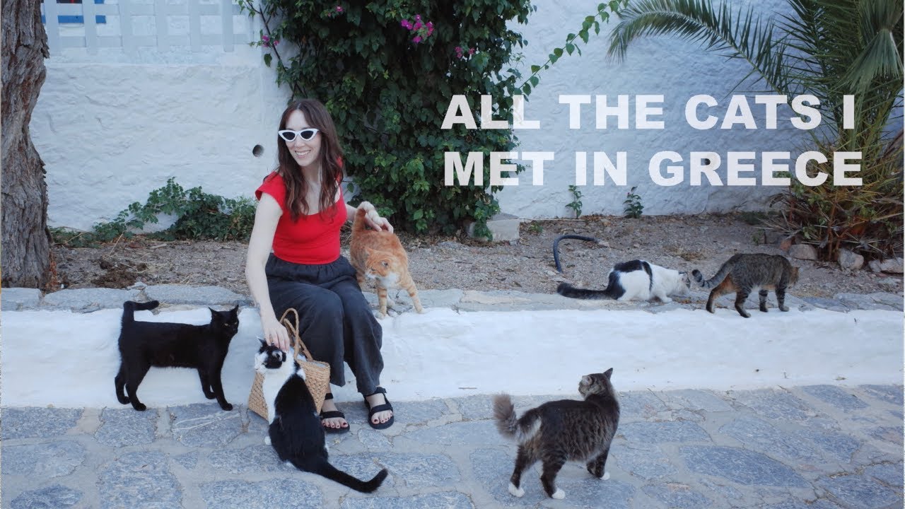 So many cats in Greece and I pet them all