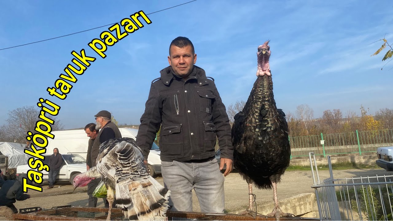 Taşköprü Tavuk Pazarı’nda Yılbaşı Heyecanı: Hindiler Tezgâhlarda Taşköprü Pazarı Şenlendi! 
