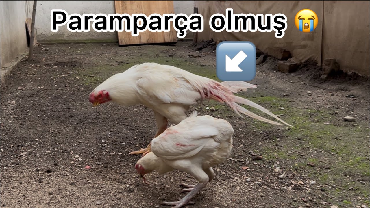 BÜYÜK HUSUMET  KANLA BİTTİ. BİRBİRLERİNE GİRMİŞLER DURUM VAHİM😥😓