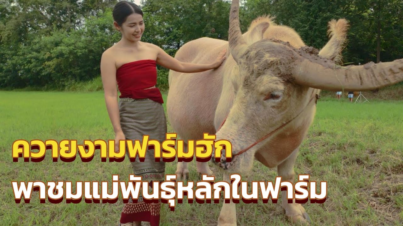 ควายงามฟาร์มฮัก พาชมแม่พันธุ์หลัก  แม่ดอนเป็นแม่ของเจ้าโก้เมืองเพชร #ควายงามฟาร์มฮัก #แม่ดอน