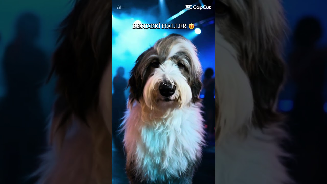 BamBam’ın halleri 🐶 