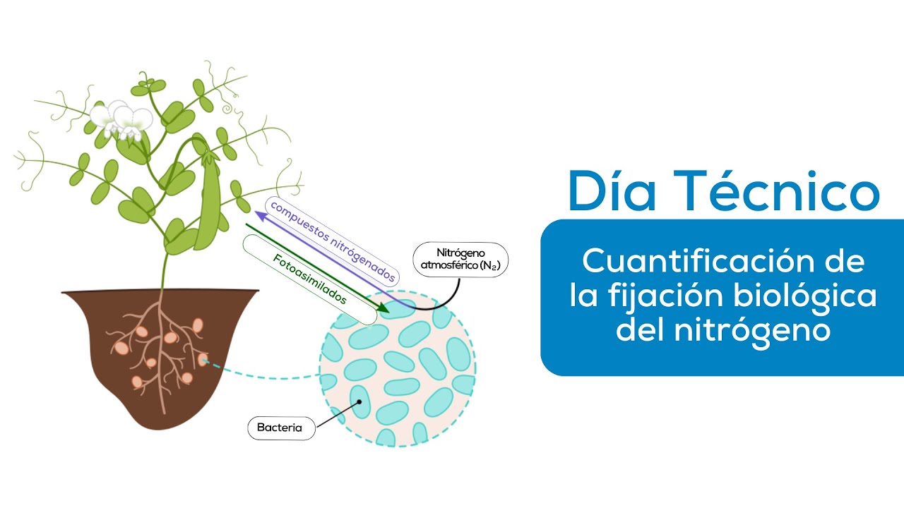Día técnico Cuantificación de la fijación biológica del nitrógeno