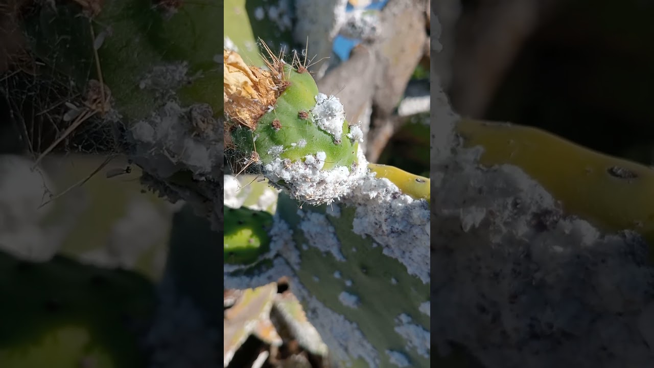 Plaga de cochinilla algodonosa en Nopal cactus chumbera