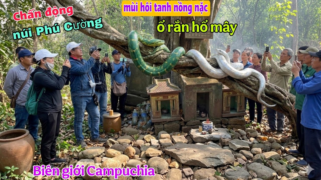 Chấn động Xuất hiện cặp rắn hổ mây khổng lồ người dân bỏ chạy núi Phú cường 