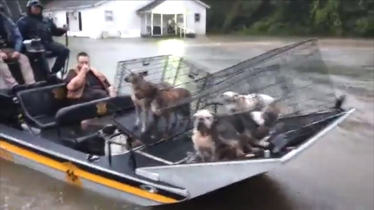 Volunteers Race to Save Pets Left Behind in Hurricane Harvey