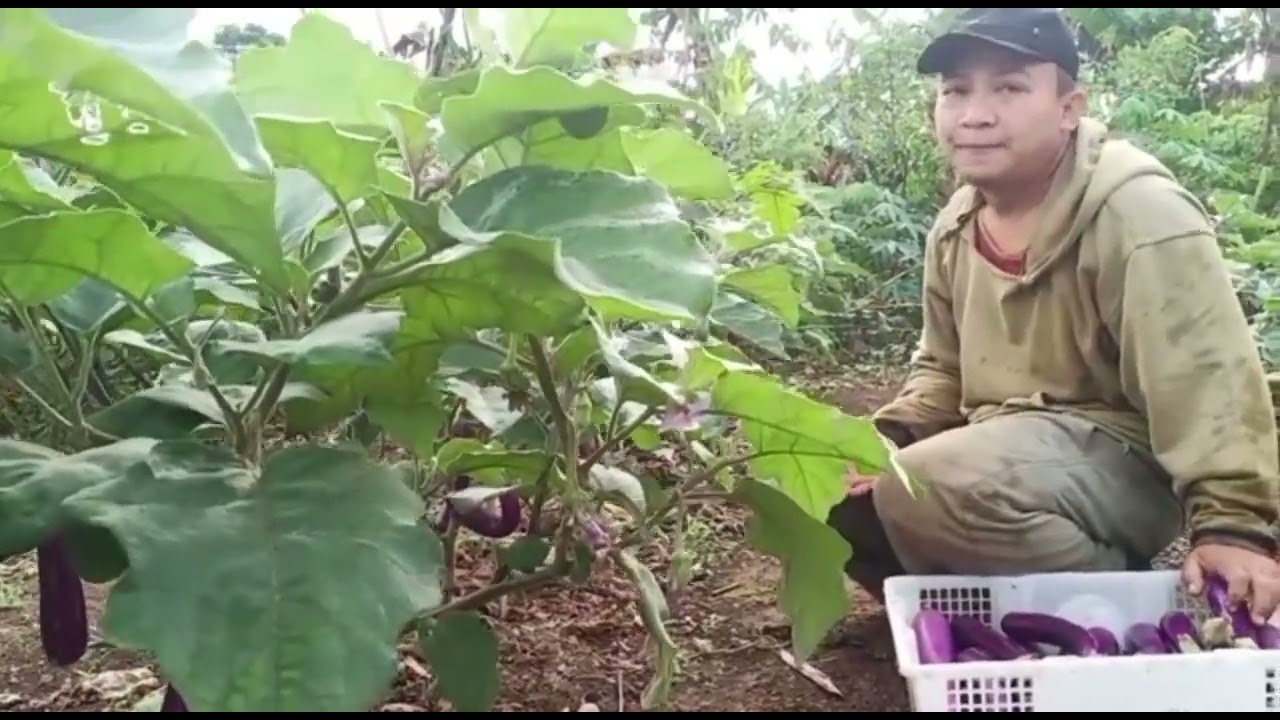 Sukses Budidaya Terong Ungu Tanpa Olah Lahan