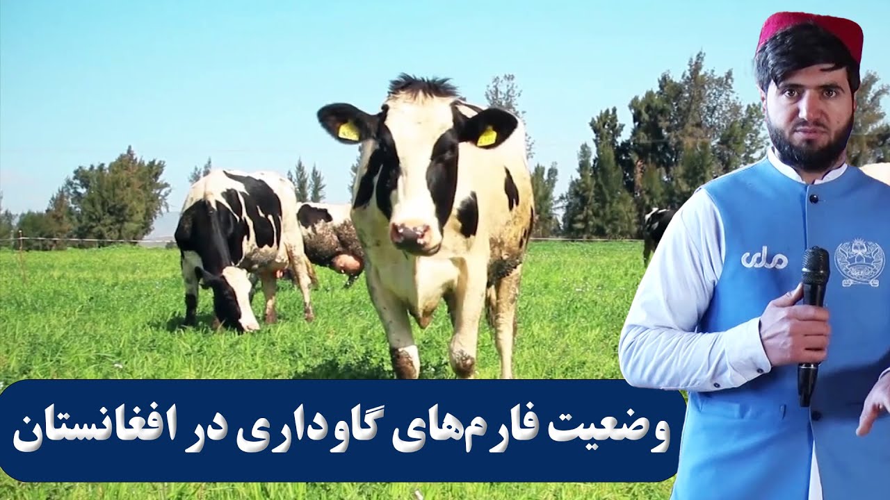 زراعت و مالداری | وضعیت فارم‌های گاوداری در افغانستان