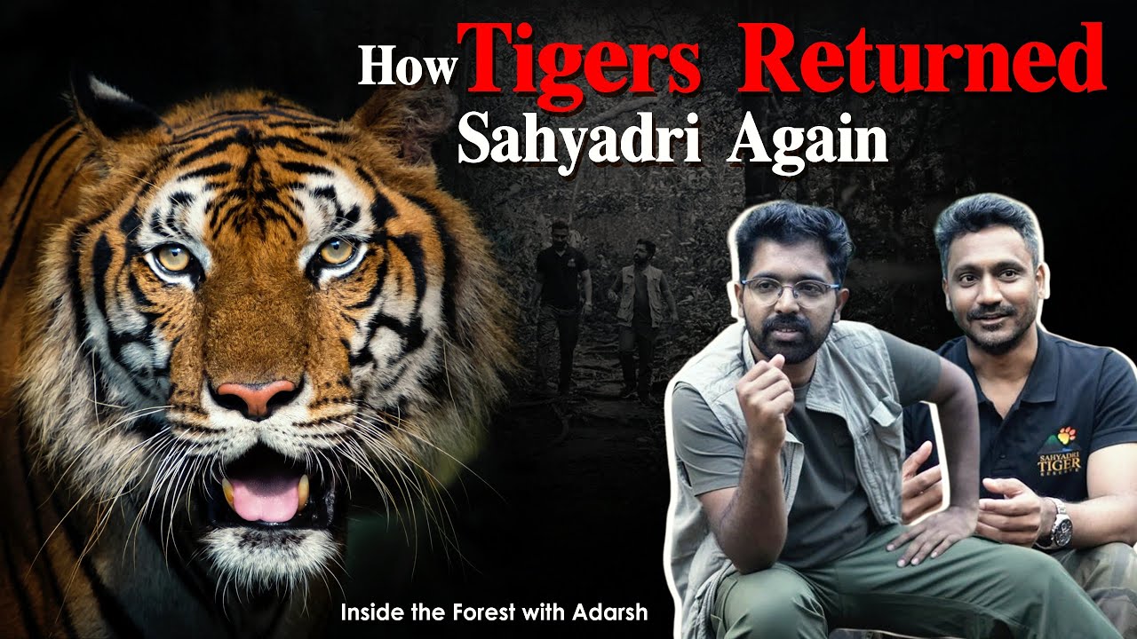 The Untold Story of Sahyadri’s Lost Tigers | Inside Koyana Forest