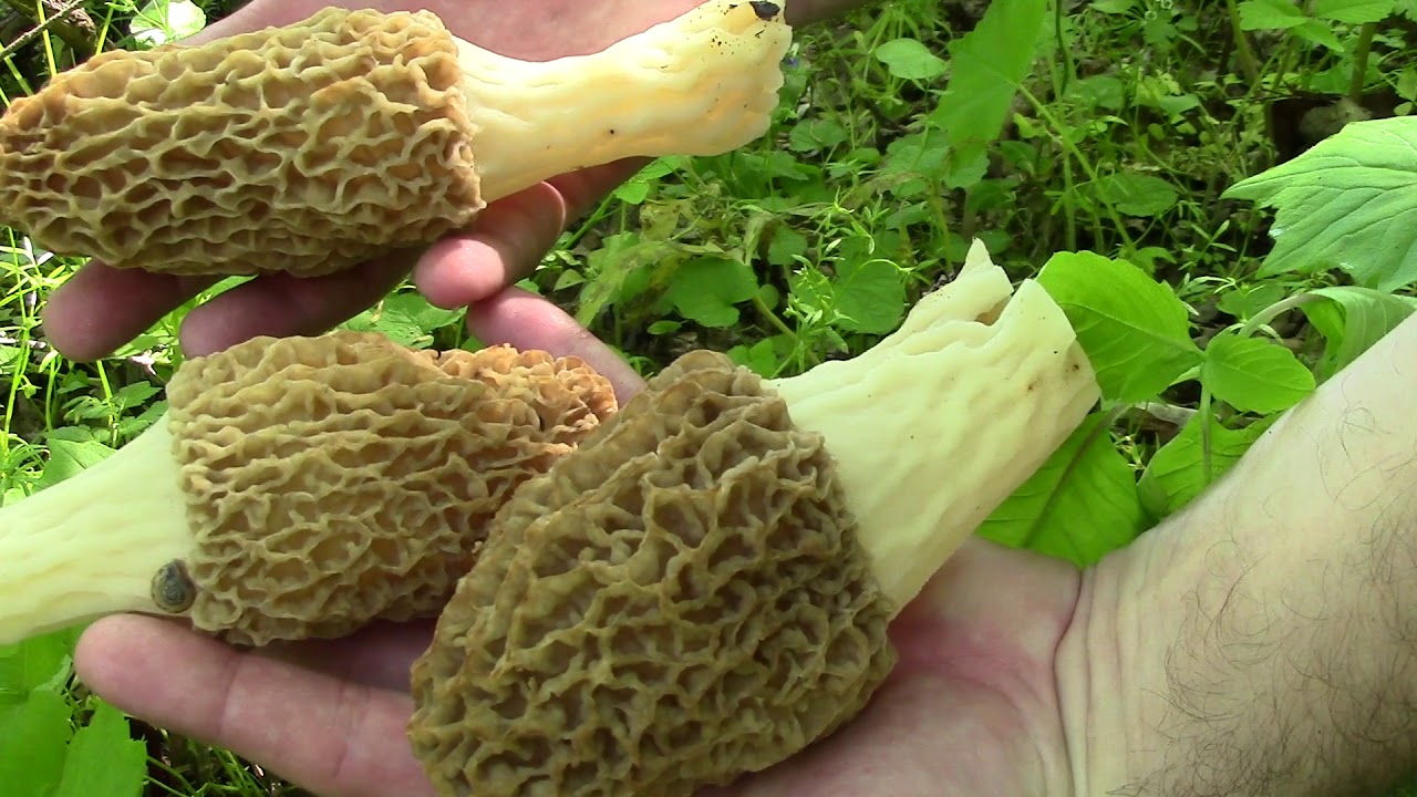 Secrets of Finding Yellow Morels