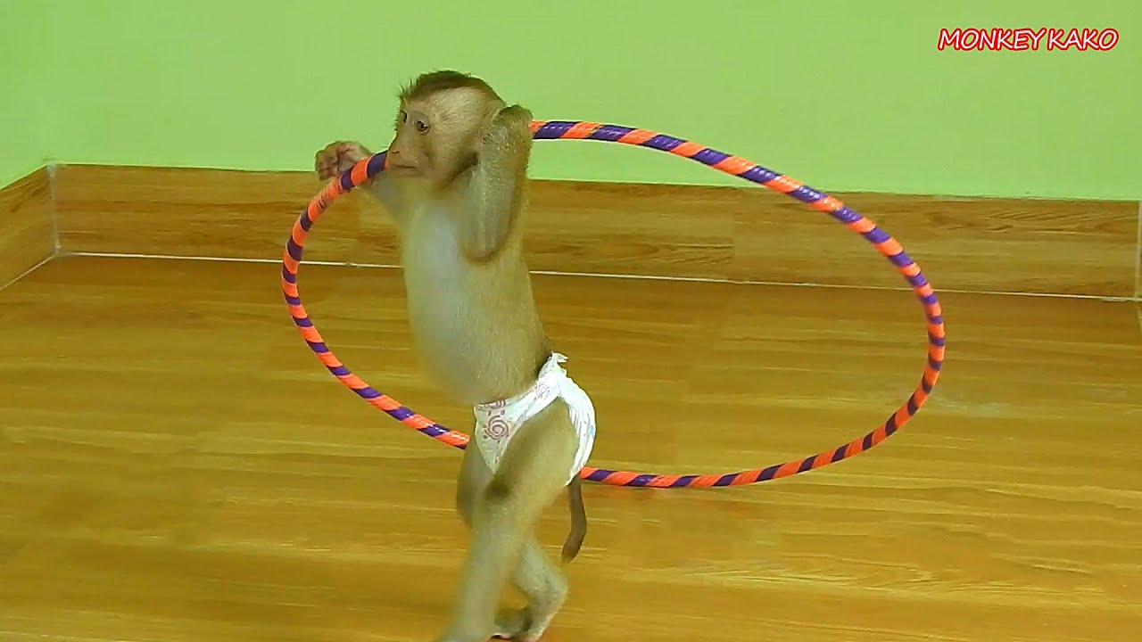 Adorable Monkey Kako Stand And Walking Play Kid Hula Hoop Very Funny