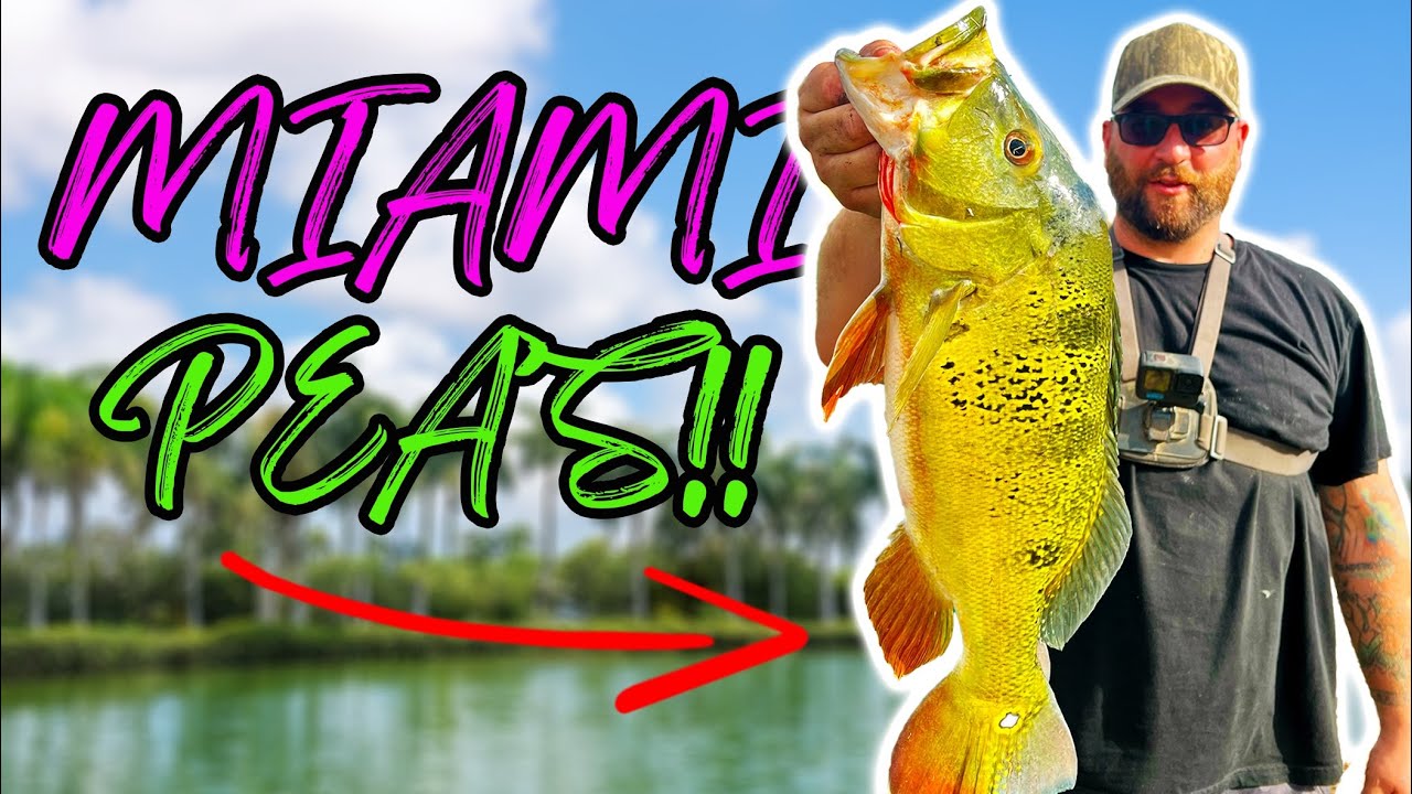 Peacock Bass Fishing Miami Florida!