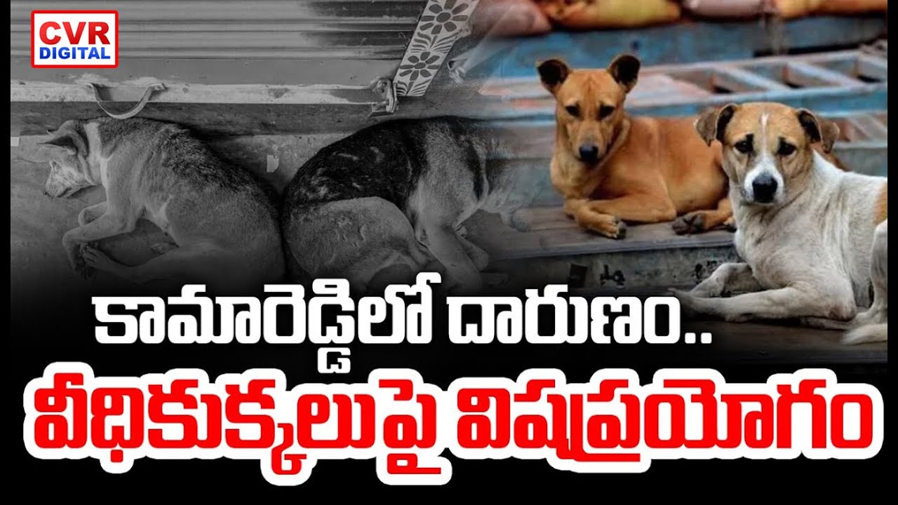 Poison Given To Street Dogs In Kamareddy District | CVR Digital