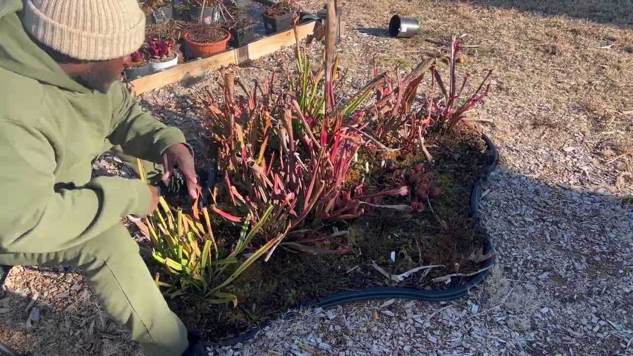 Bog Garden Winter Trim