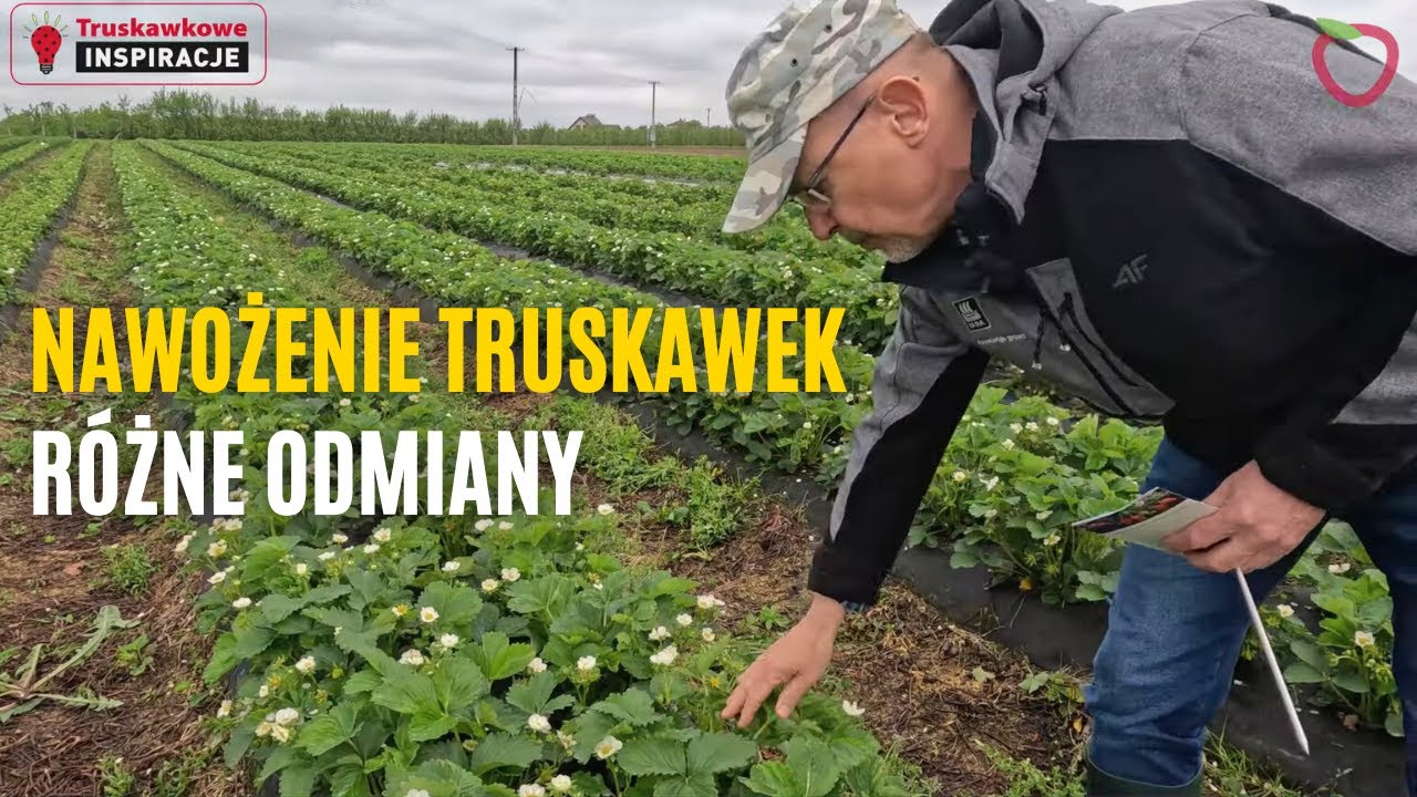 Nawożenie truskawek - rożne odmiany