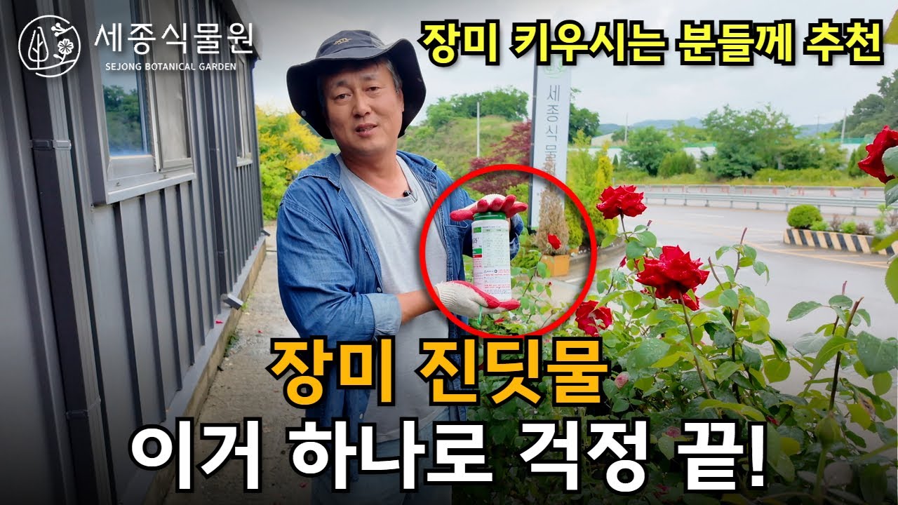 초보도 쉽게! 이것 하나로 장미 진딧물 싹 제거하는 비법 전수합니다.