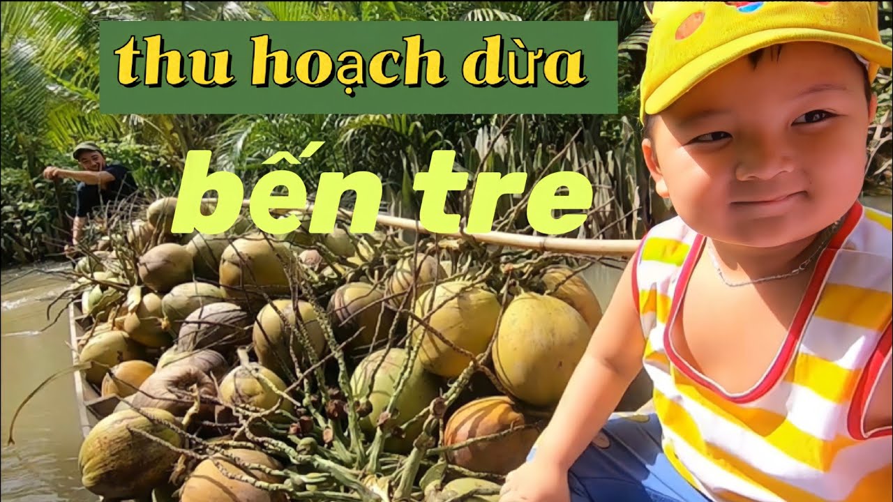 Thu hoạch dừa khô ở Bến Tre ,dưa hấu mừng rỡ khi gặp lại bà ngoại | dưa hấu miền tây -bến tre