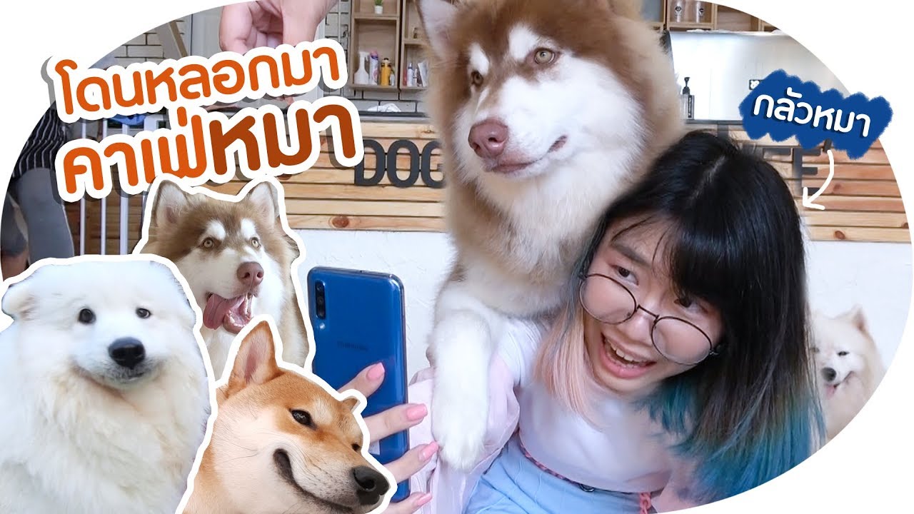 เมื่อคนกลัวหมา ต้องถ่ายรูปกับฝูงน้องหมา! ที่คาเฟ่หมา!! 🐶 ▲ GZR Gozziira