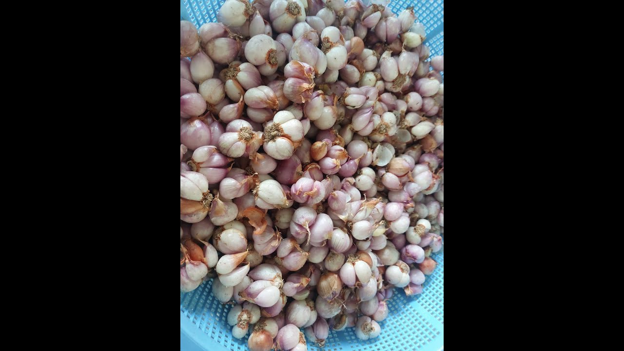 Máy lột vỏ, bóc vỏ Hành Bắc cực nhanh, cực sạch bằng hơi không cắt rễ. Máy lột vỏ Hành Tỏi tự động
