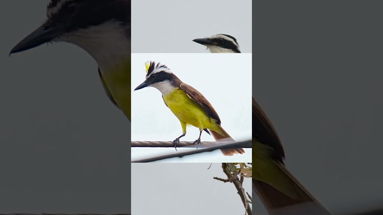 BEM-TE-VI CANTANDO SEU BELO CANTO NA NATUREZA #BEMTIVI
