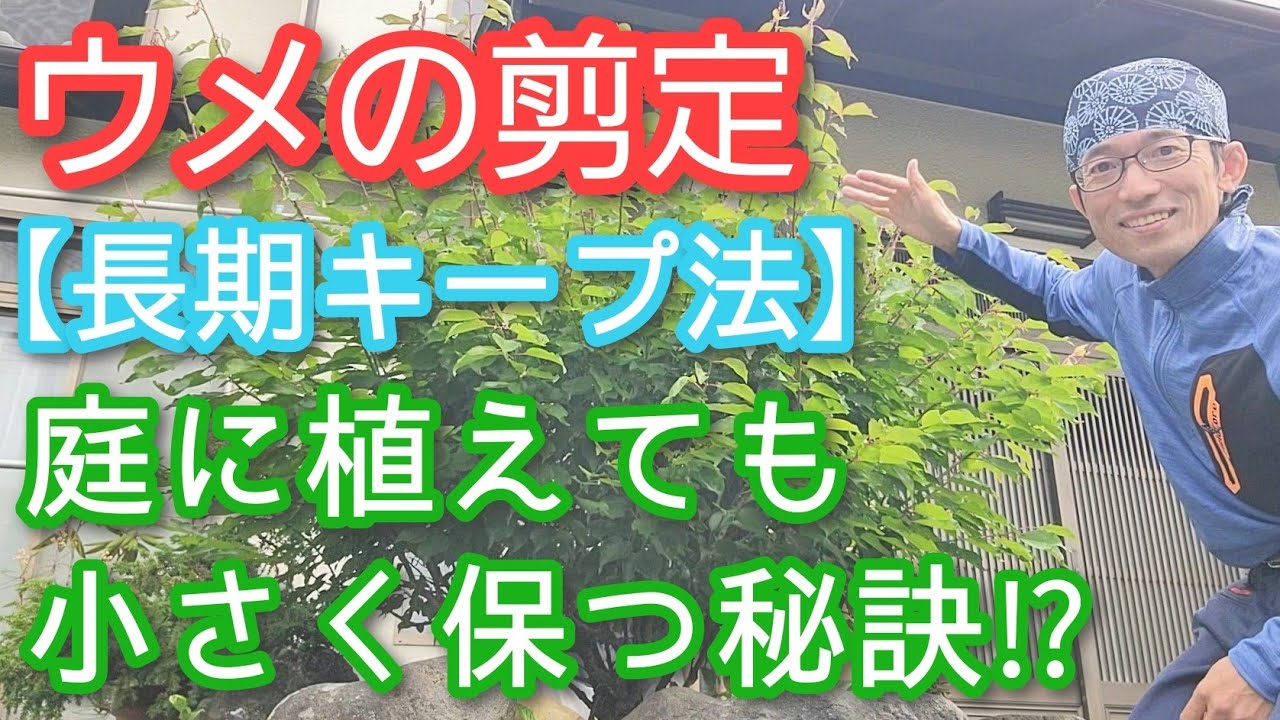 【ウメ(梅)の剪定】庭で小さく維持する手入れ方法(2025年6月)🌱🤲