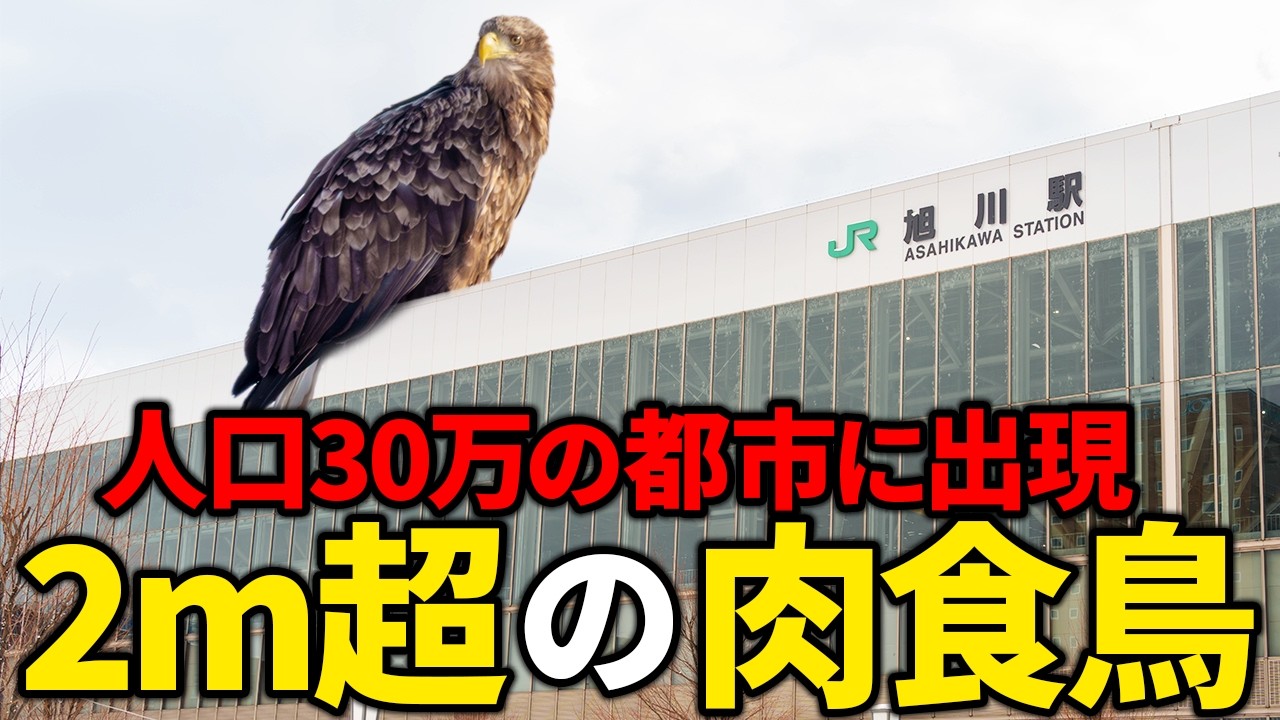 北海道第二の都市の住宅街のすぐ裏に2mを超える大型で肉食の鳥が潜んでいた