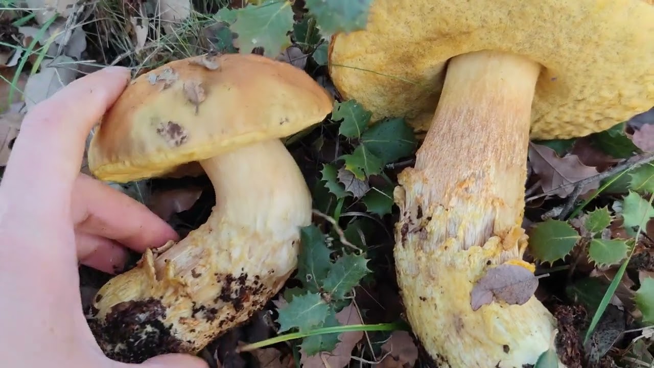 El faisán: un boleto de encina que sale todo el año. Identificación. Leccinum lepidum