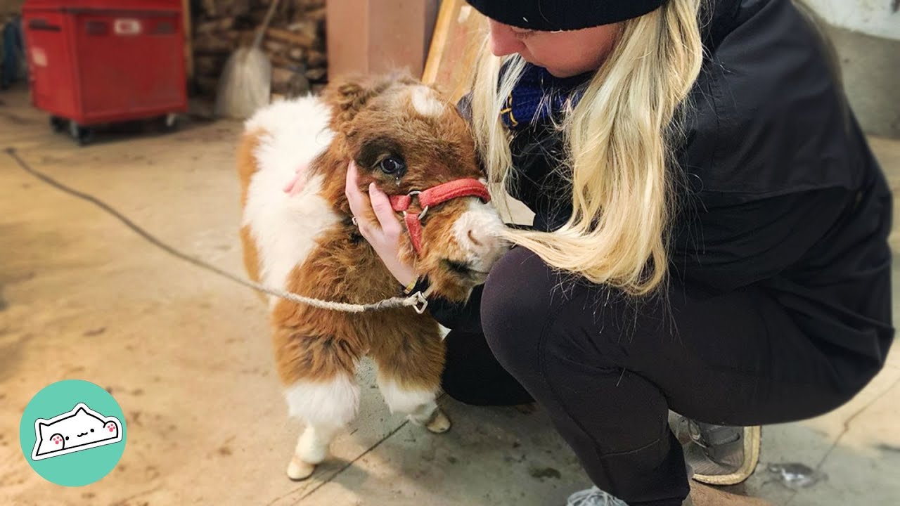 Dwarf Horse's Legs Straightened After Hoof's Got Trimmed | Cuddle Buddies