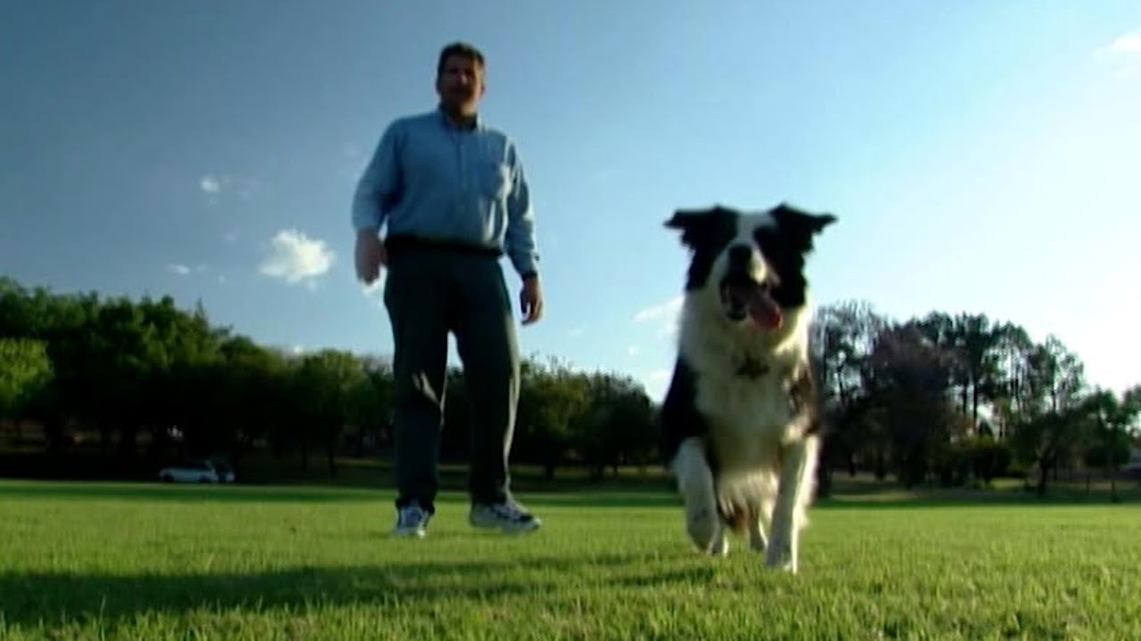 Incredible Working Dogs: Heroes of Arson, Therapy, and Treats