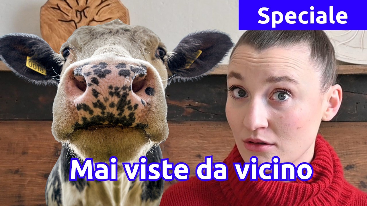 Dentro un santuario per Mucche: un’esperienza che ti tocca il cuore