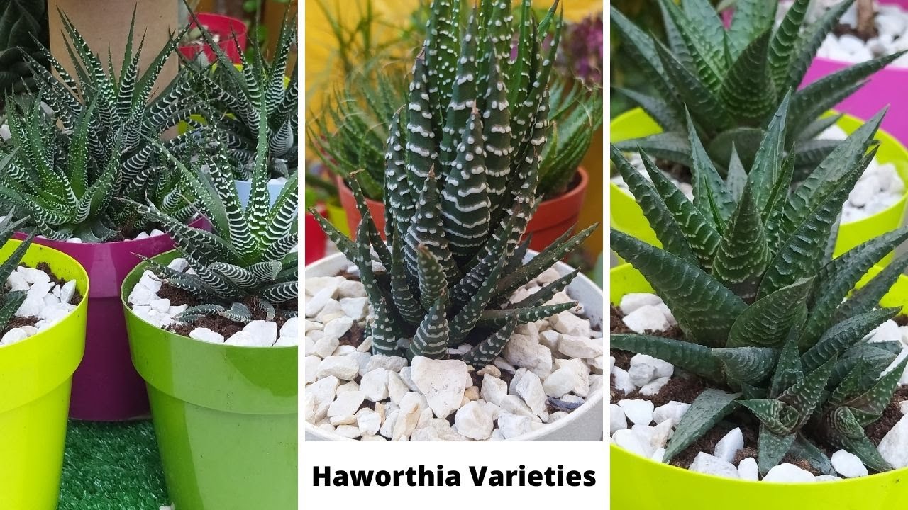 41 Best Haworthia Species with names / Haworthia varieties /Types of Haworthia / Haworthia Succulent