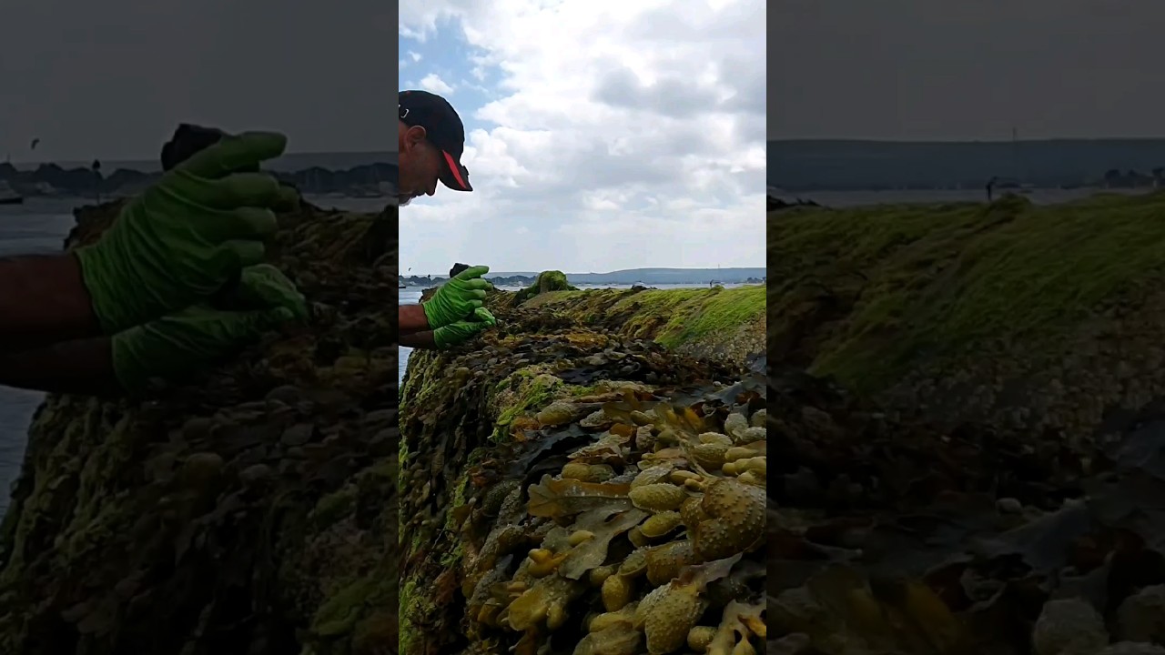 Secret Bait For GiltHead Bream | Dorada | Cebo