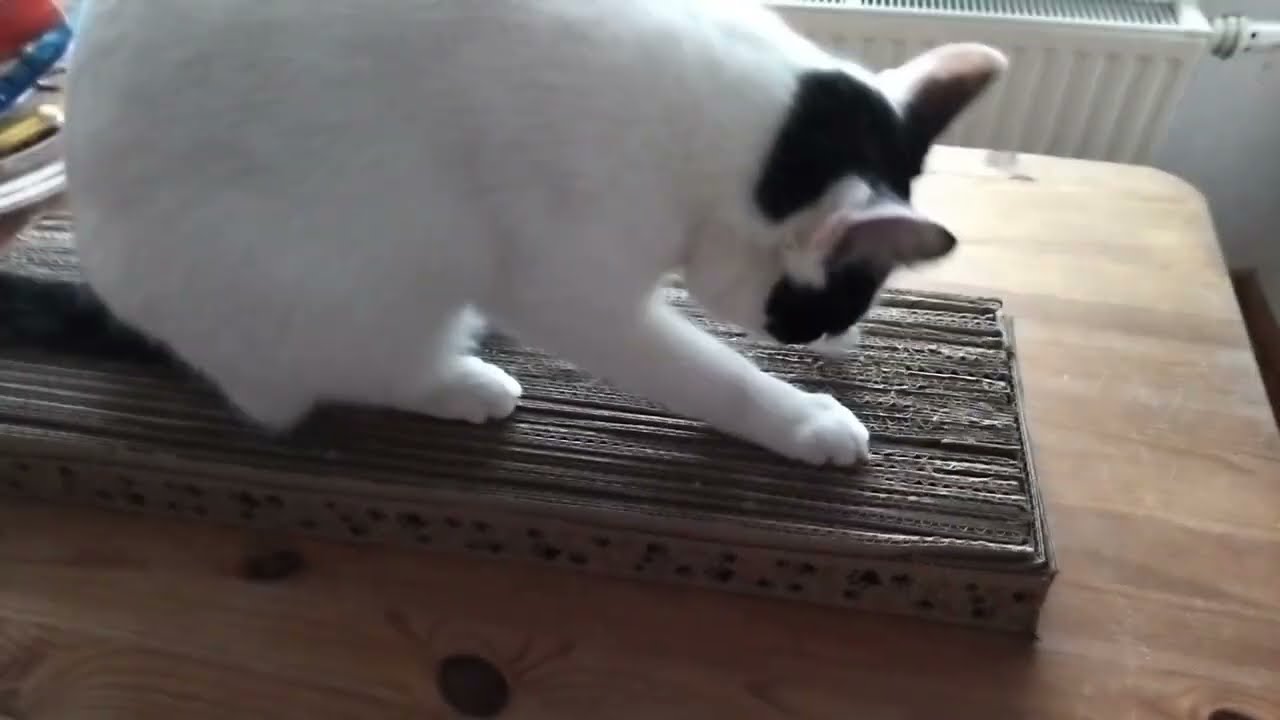 Drapaki dla kota :) Jak zrobić prosto i szybko, 2 warianty :)