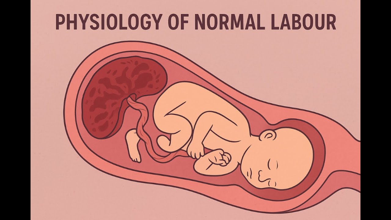 Understanding the Physiology of Normal Labour. Nursing students.