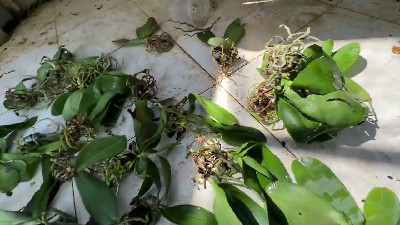 COMO CULTIVAR PHALAENOPSIS 