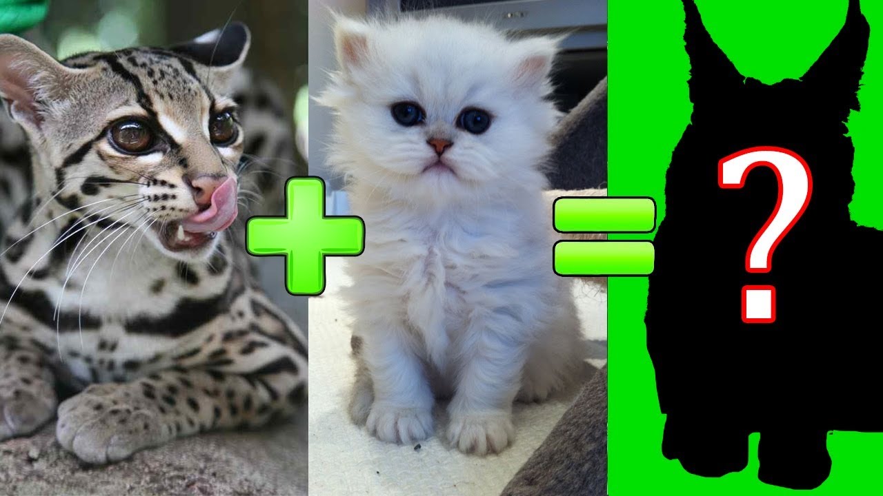 15 невероятно милых кошек-метисов