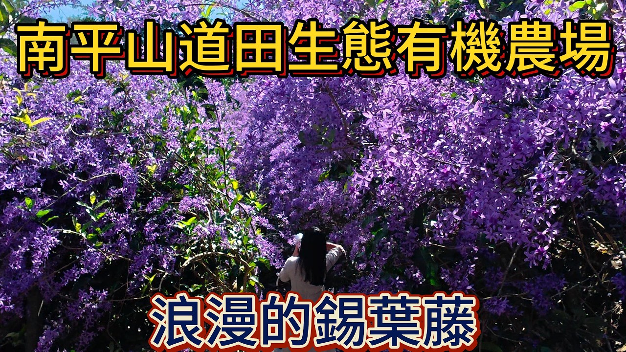 3月6日 南平山道田生態有機農場