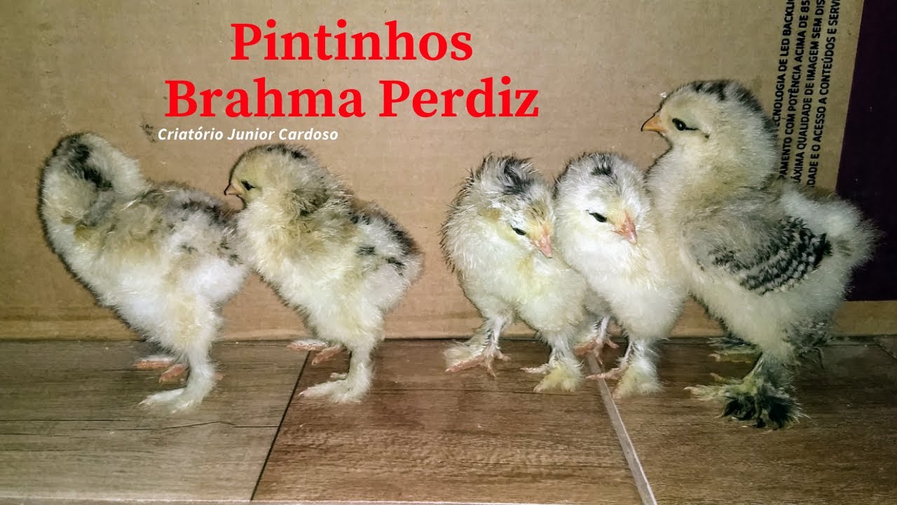 PINTINHOS BRAHMA PERDIZ NASCEM NO CRIADOURO