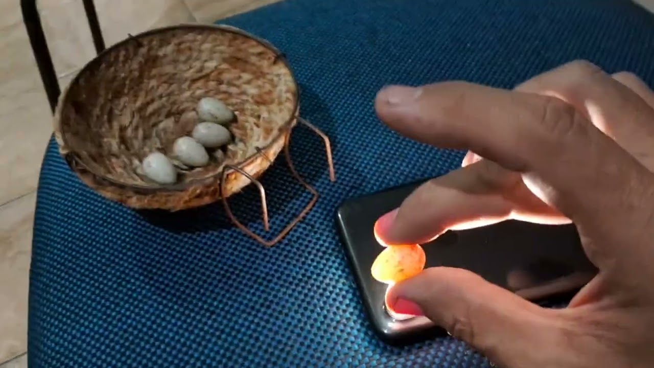 OVOSCOPIA DE CANÁRIO BELGA