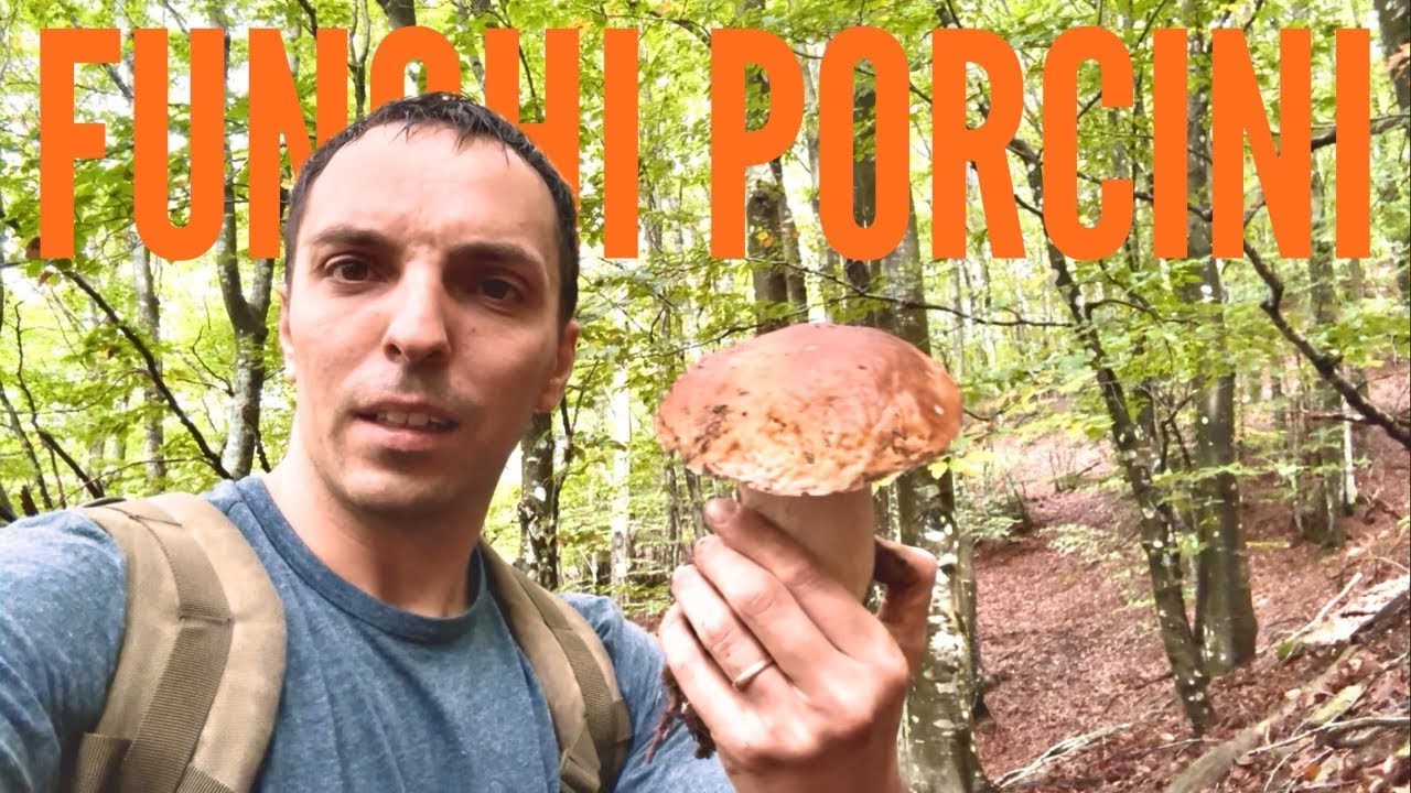 FUNGHI PORCINI - IL GERLA colpisce ancora! In Appennino poker di boletus