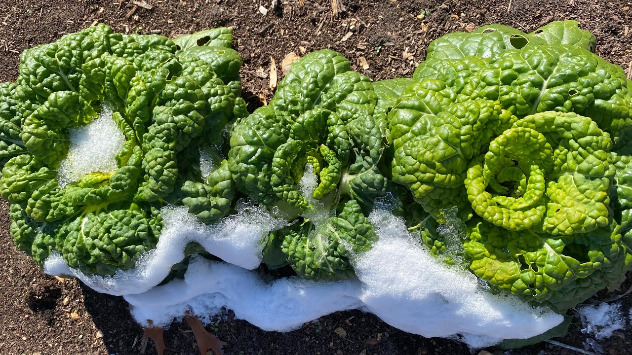 Fall garden before and after frost