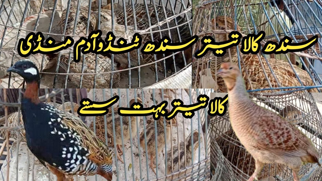Sindh kala teetar mandi | teetar mandi | Dakhni irani kala teetar mandi sindh 2023