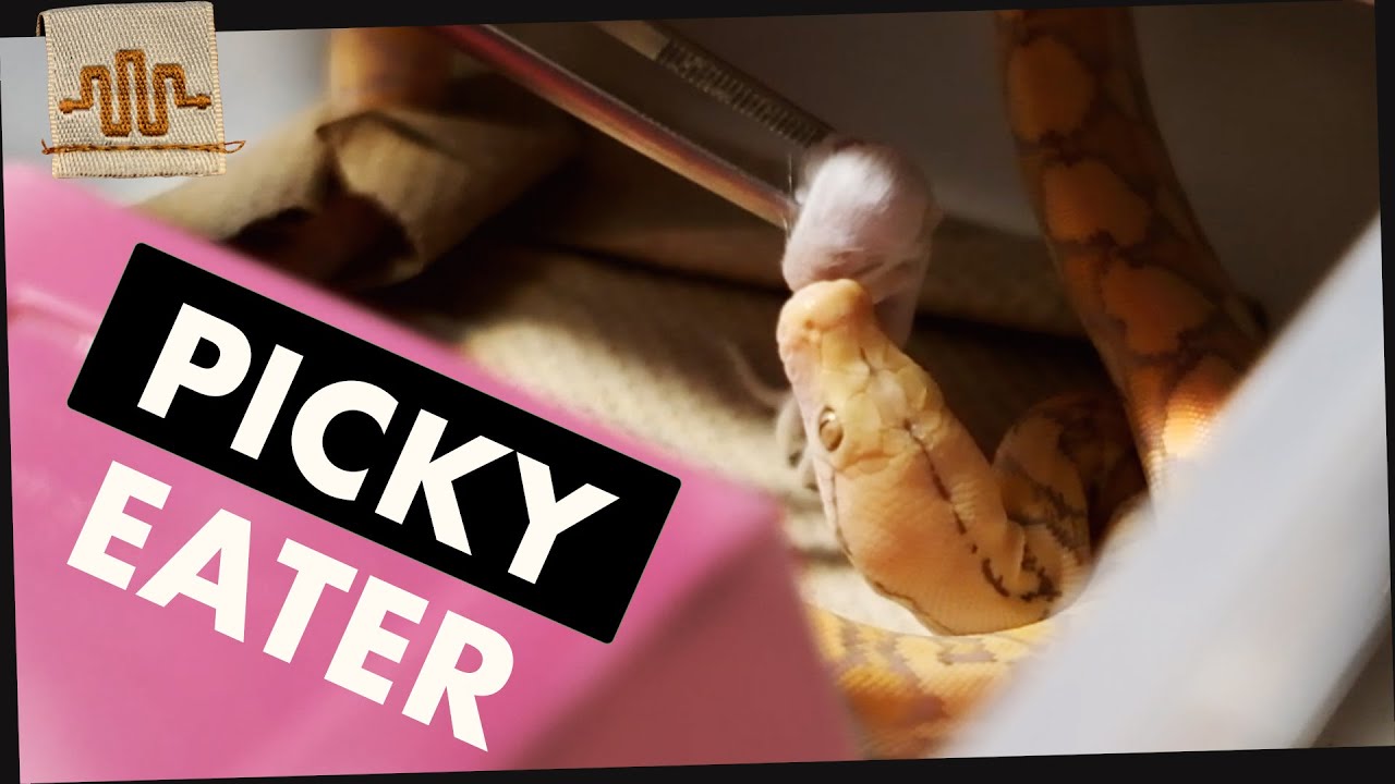 3 TRICKS TO GET A STUBBORN BABY SNAKE TO EAT
