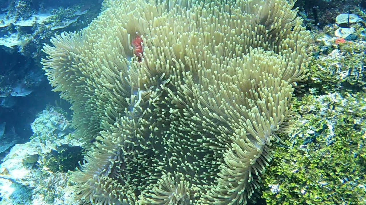 GabGab Dive