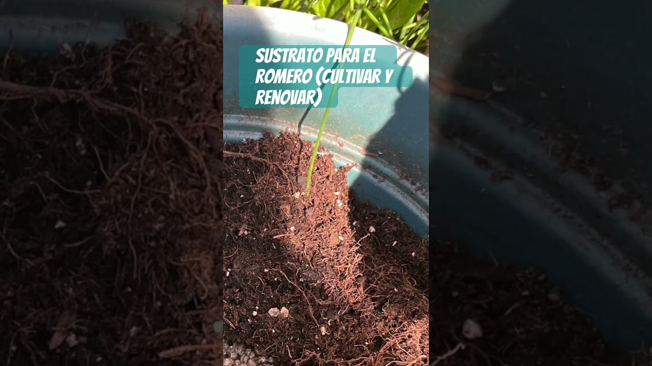 Sustrato para romero en maceta